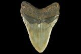 Fossil Megalodon Tooth - North Carolina #158206-2